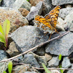DSC_7112.jpg